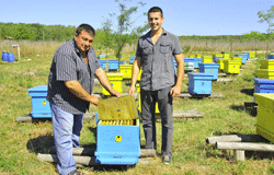 Четири поколения пчелари добиват мед край Вълчи дол