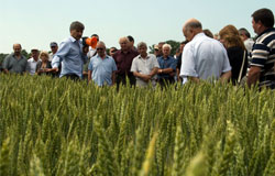 Над 70% от посевите с пшеница у нас са засети със сортове на Добруджанския земеделски институт (ДЗИ)