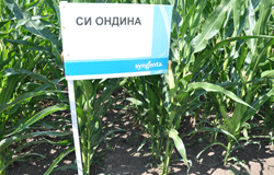 Хибриди царевица от СИНДЖЕНТА – гаранция за стабилни и високи добиви