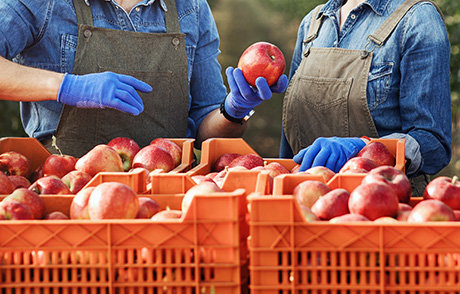 Инвестиции, сдружаване, роботизиране на работните процеси в сектора на плодовете и зеленчуците