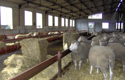 Породата Ил дьо Франс – доказани възможности за месодайното ни овцевъдство 