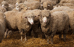 Има ли бъдеще за единственото голямо стадо от Североизточната тънкорунна порода овце в Добруджа?