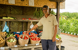 Колекция от 170 сорта домати отглежда зеленчукопроизводител край Балчик