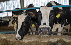 Финансови инжекции по de minimis ще реанимират животновъдството