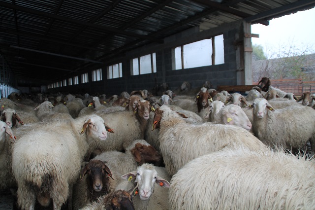 Израелски породи овце за печеливш бизнес в България 