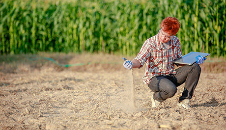 Валонските фермери тестват стратегии за намаляване на пестицидите и обработката на почвата
