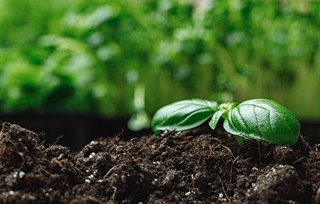 Грижата за почвата е грижа за живота, казва проф. дн Ирена Атанасова, директор на Института по почвознание, агротехнологии и защита на растенията „Никола Пушкаров“ към ССА