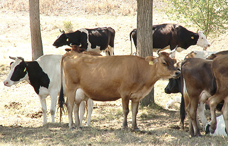 Сухостойният период при кравите за мляко и значението му за млекодобива