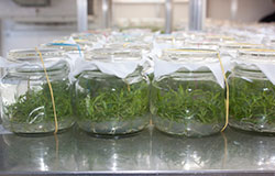 Първата българска растителна ин витро лаборатория се намира в Института по овощарство в Пловдив