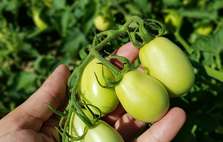 Как да изкараме добра реколта от полски домати