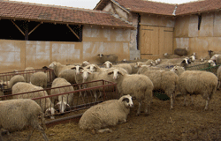 Катастрофален спад и неясна стратегия за българското животновъдство 	