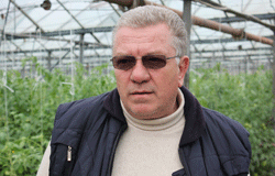 Зеленчукопроизводител от Кресна – с успешно производство на търсените от потребителя розови домати