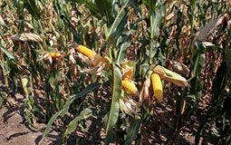 Tropical Dent – най-новата генетика при царевицата от Еуралис