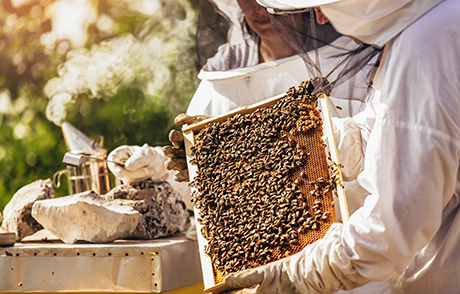 Девет пчеларски интервенции