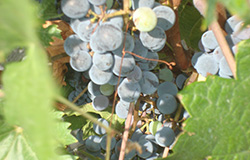 Благодатна гроздова реколта за качествено българско вино с достойни пазари