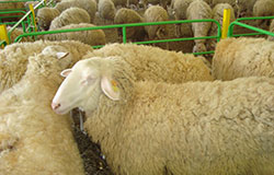 Загърбени възможности при реални пазари за продуктите на родното овцевъдство
