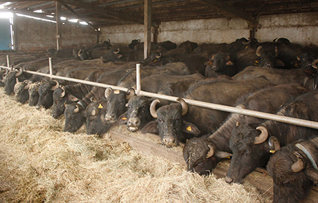 Най-голямата ферма за биволи в България се управлява от жена