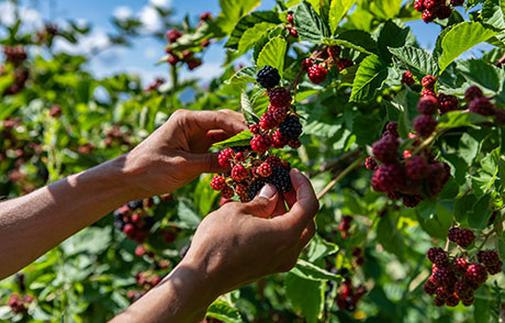 Производители на малини и ягодоплодни апелират за по-евтина вода