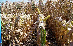 Нов световен рекорд в добива на царевица, постигнат с DEKALB