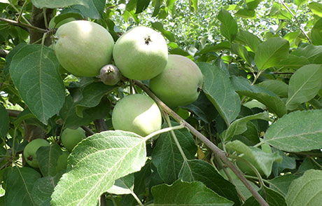  Карповирусин – приносът на ЮПЛ България за 100% защита от източен и ябълков плодов червей
