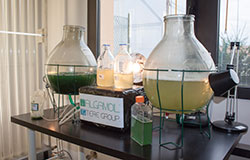 Производство на биогориво от водорасли –  бизнес с неизчерпаеми възможности...