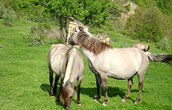 Семейство животновъди от Крумовград – стопани и на стадо диви коне 