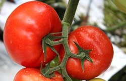 Синджента поставя началото на експанзията при доматите