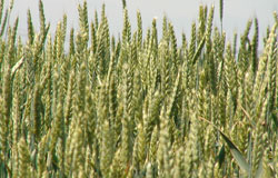 Ранкона – новият обеззаразител за семена от пшеница и ечемик