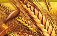Сортовете пшеница и ечемик на  „Лимагрейн”…..Защо?