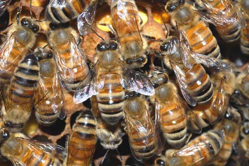 Масов мор на пчели в Добруджа