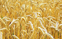 Сортът Болярка – царицата на пшениците 