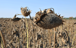 Царевичният хибрид Рокксане и слънчогледовият Селлор напълниха хамбарите на добруджанските фермери