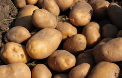 Възможно ли е да получим над 60% по-висок добив от картофи