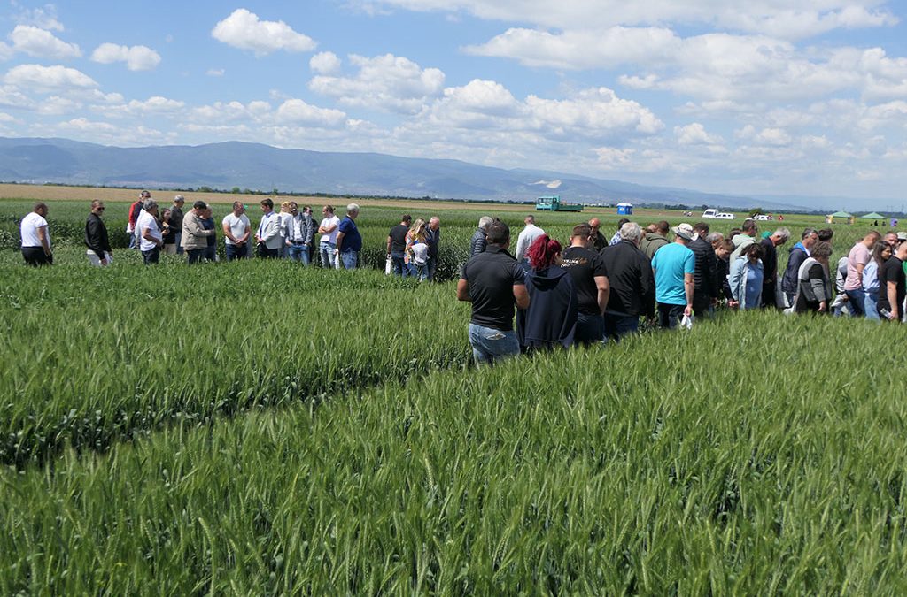 Новата селекция на „Семенарска къща – Садово“ представя качествени, продуктивни и адаптивни към промяната на климата нови кандидат-сортове пшеница, ечемик и тритикале