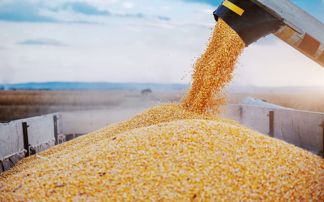 Асен Георгиев: Пазарът на зърно е в очакване на корекция