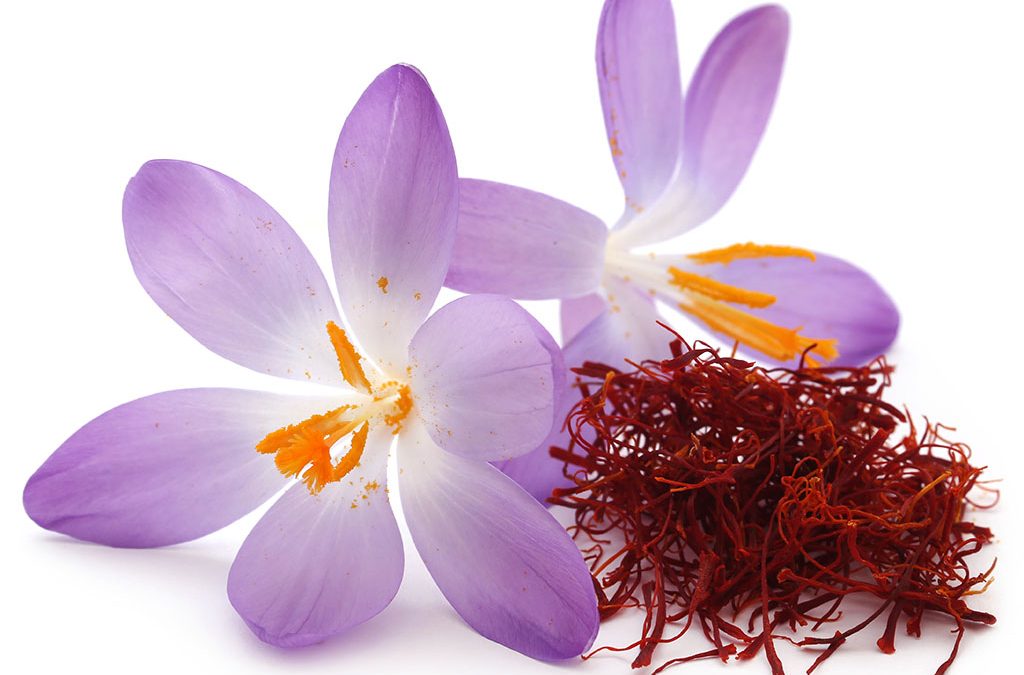 Българският шафран: от луковицата до гурме масата