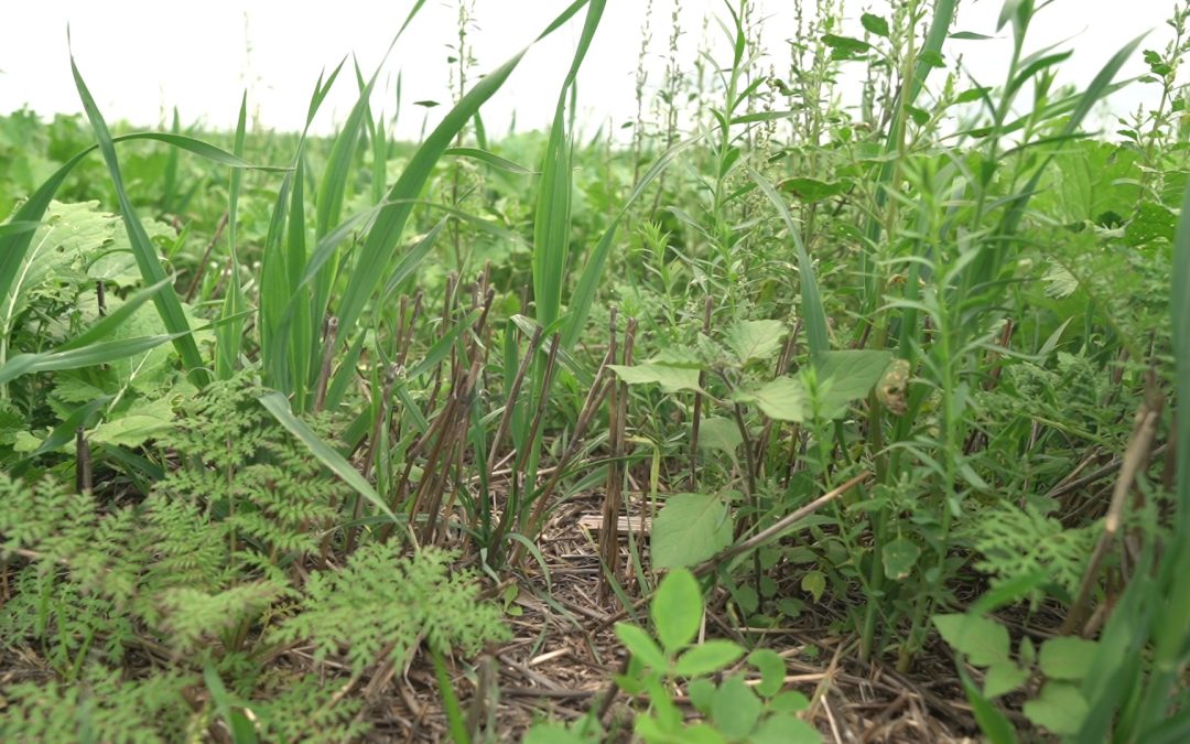 Регенеративното земеделие: защо почвата е първата линия на адаптация към климата