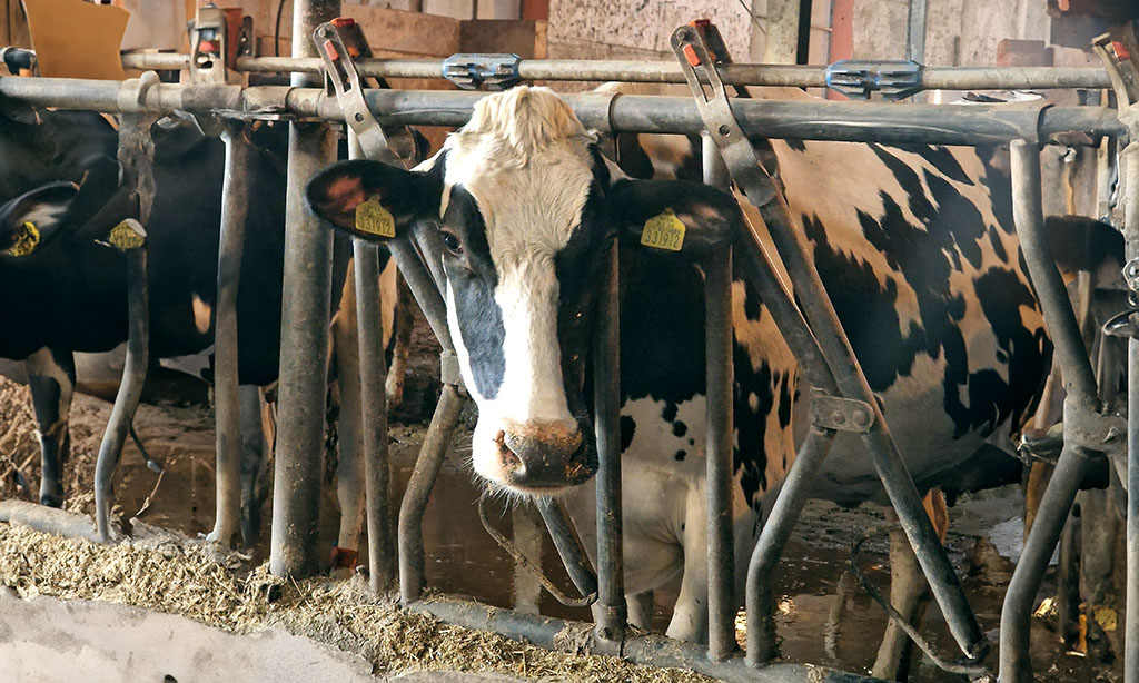 Чиста вода за по-здрави животни и по-висока продуктивност – модерно решение в кравефермата на Димитър Зоров