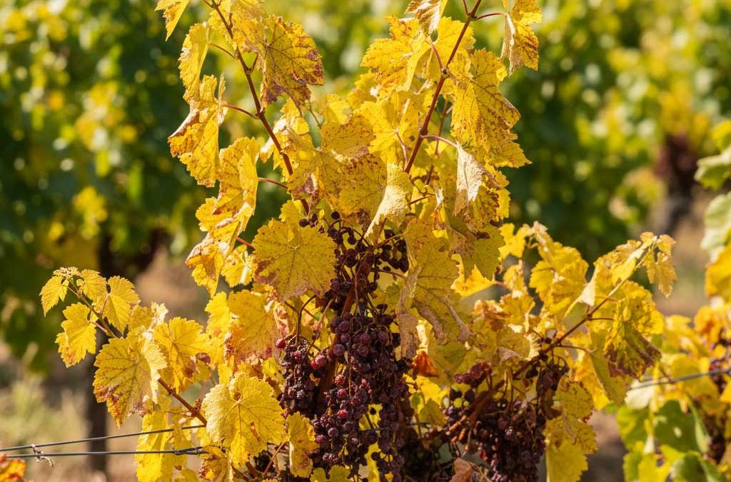 Умната борба с вредителите: Как математиката на температурите побеждава Scaphoideus titanus