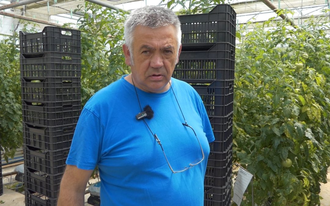 Оранжерия от бъдещето: край Дупница отглеждат домати с геотермална енергия